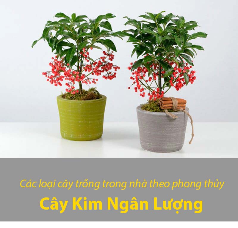 Cây Kim Ngân Lượng chính là cây được ưa chuộng nhiều nhất trên thị trường cây phong thủy hiện nay. Cũng giống như cái tên của nó, đã phản ánh lên 1 phần ý nghĩa của loại cây này. Đối với Kim Ngân Lượng, xét về ý nghĩa sâu xa của cây, đó chính là đem đến sự may mắn cho gia chủ trong vấn đề tiền bạc. Chỉ cần đặt cây này ở trong phòng khách, chính giữa nhà thì chắc chắn cây sẽ đem đến tài lộc cho gia chủ