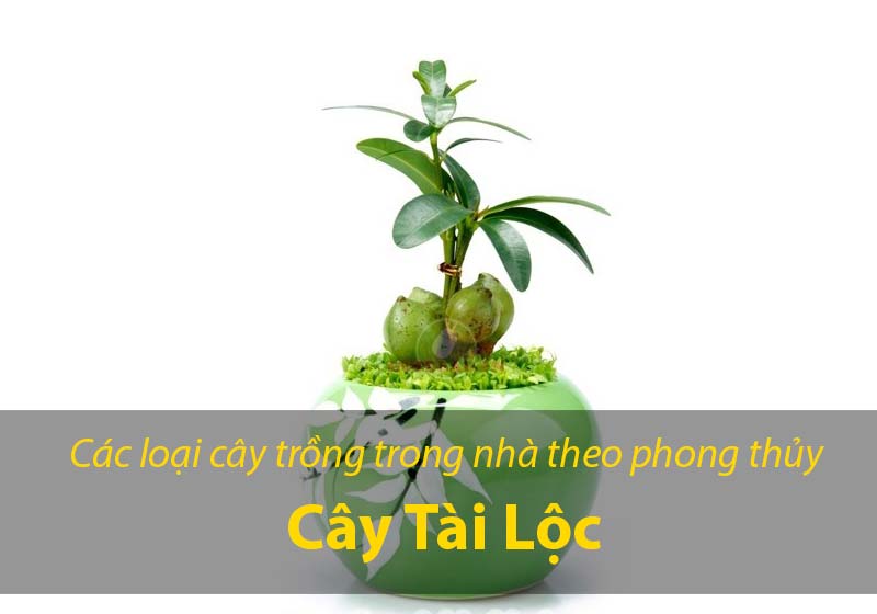 Cây Tài Lộc cũng là cây lọt vào tốp cây phong thủy được ưa chuộng nhiều nhất trong một vài năm trở lại đây. Cây Tài Lộc là cây mang ý nghĩa thiên về tiền tài hơn. Cây Tài Lộc sẽ được gia chủ đặt ở trong phòng khách, địa điểm có thể đón ánh nắng và đón gió tốt nhất. Nếu như gia chủ cẩn thận hơn thì có thể đặt theo hướng hợp với phong thủy của mình.